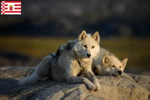 Lees meer over het artikel Groenland hondenfokkers en pups in Bremen