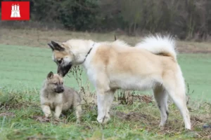 Lees meer over het artikel Groenland hondenfokkers en pups in Hamburg