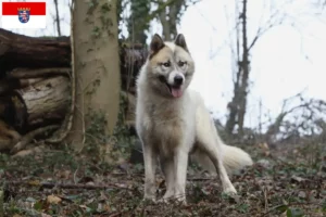 Lees meer over het artikel Groenland hondenfokkers en pups in Hessen