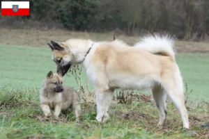 Lees meer over het artikel Groenland hondenfokkers en pups in Thüringen