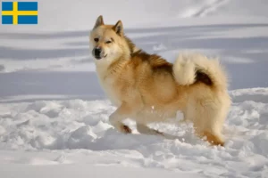 Lees meer over het artikel Groenland hondenfokkers en puppies in Zweden