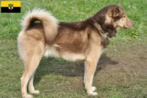Lees meer over het artikel Groenland hondenfokkers en pups in Saksen-Anhalt