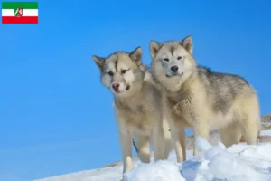 Lees meer over het artikel Groenland hondenfokkers en pups in Noordrijn-Westfalen