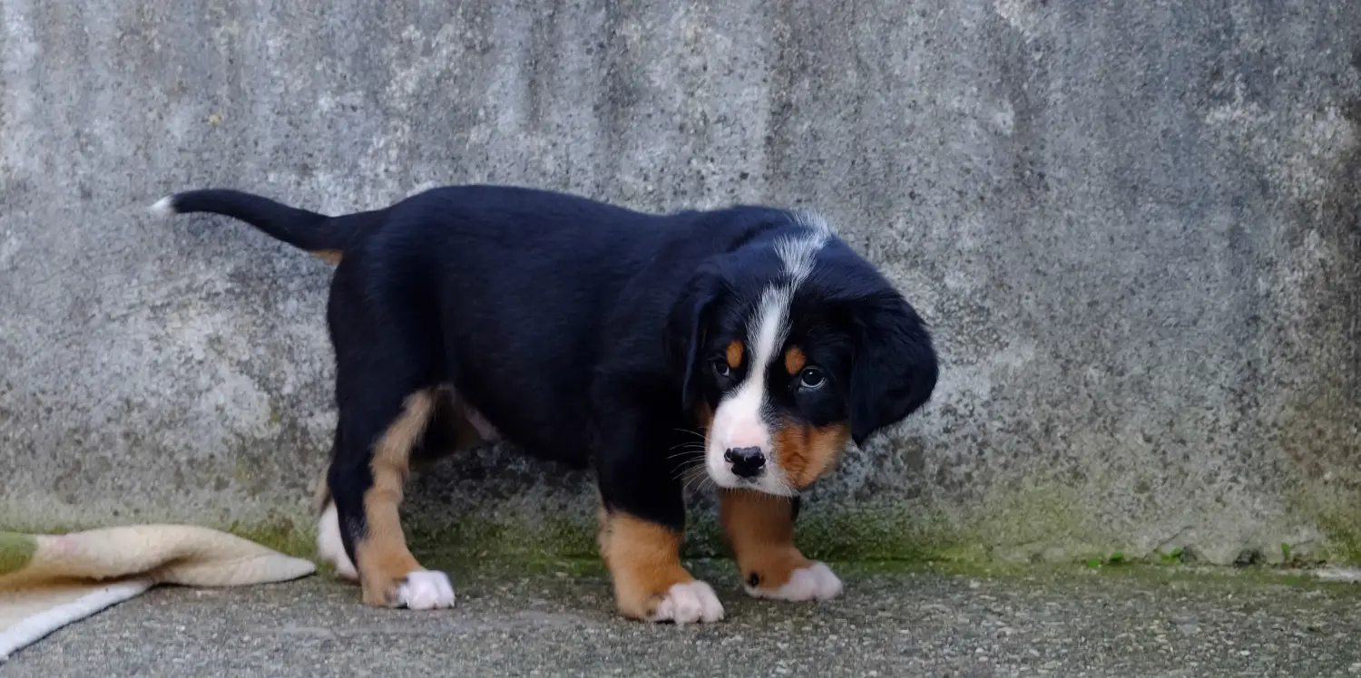 Een Grote Zwitserse Sennenhond puppy kopen betekent verantwoordelijkheid nemen! Grote Zwitserse berghond puppy's kopen.