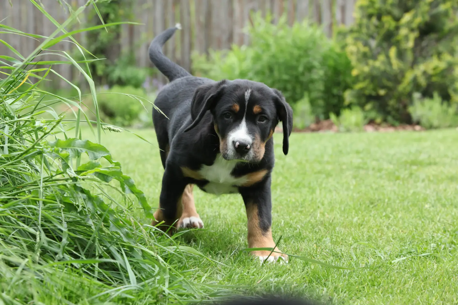 Een Grote Zwitserse Sennenhond puppy kopen betekent verantwoordelijkheid nemen! Grote Zwitserse berghond puppy's kopen.