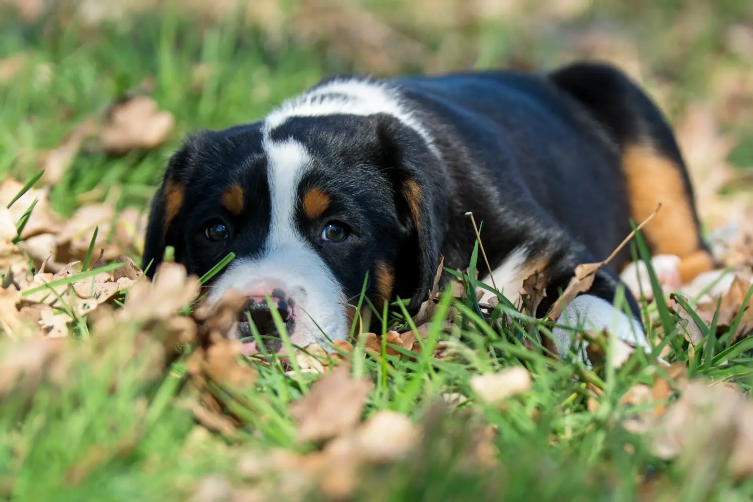 Een Grote Zwitserse Sennenhond puppy kopen betekent verantwoordelijkheid nemen! Grote Zwitserse berghond puppy's kopen.