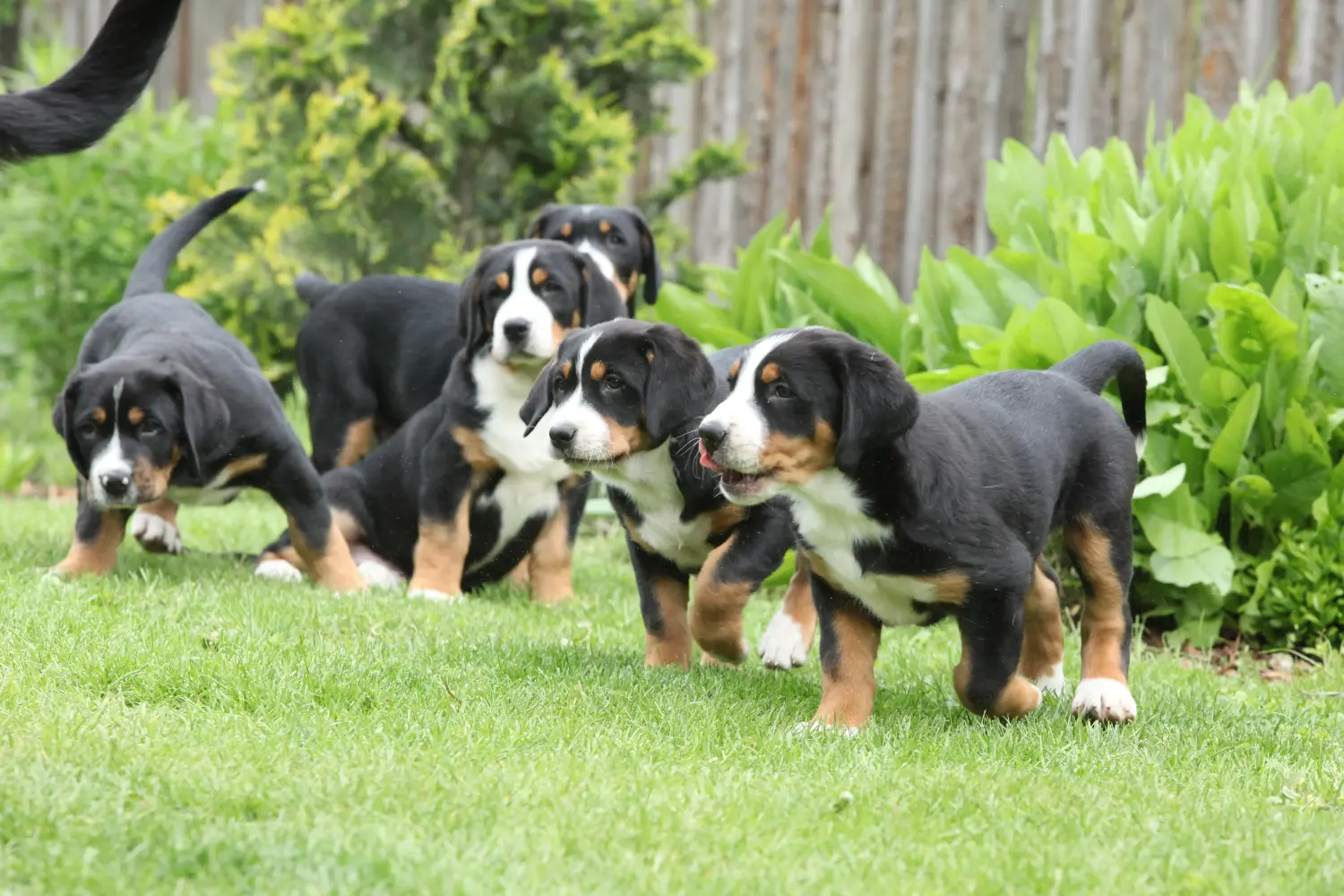Een Grote Zwitserse Sennenhond puppy kopen betekent verantwoordelijkheid nemen! Grote Zwitserse berghond puppy's kopen.