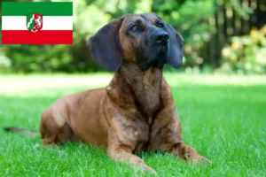 Lees meer over het artikel Hannoverscher Schweißhund fokkers en pups in Noordrijn-Westfalen