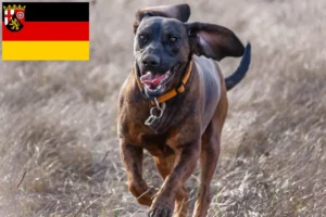 Lees meer over het artikel Hannoverscher Schweißhund fokkers en pups in Rijnland-Palts