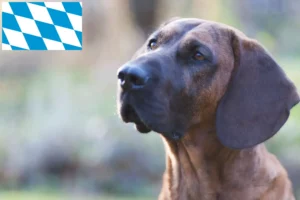 Lees meer over het artikel Hannoverscher Schweißhund fokkers en pups in Beieren