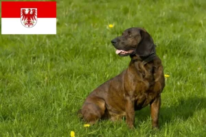 Lees meer over het artikel Hannoverscher Schweißhund fokkers en pups in Brandenburg