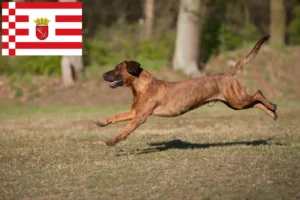 Lees meer over het artikel Hannoverscher Schweißhund fokkers en pups in Bremen