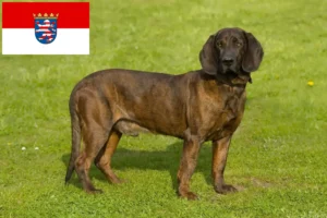 Lees meer over het artikel Hannoverscher Schweißhund fokkers en pups in Hessen