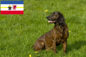Lees meer over het artikel Hannoverscher Schweißhund fokkers en pups in Mecklenburg-Vorpommern