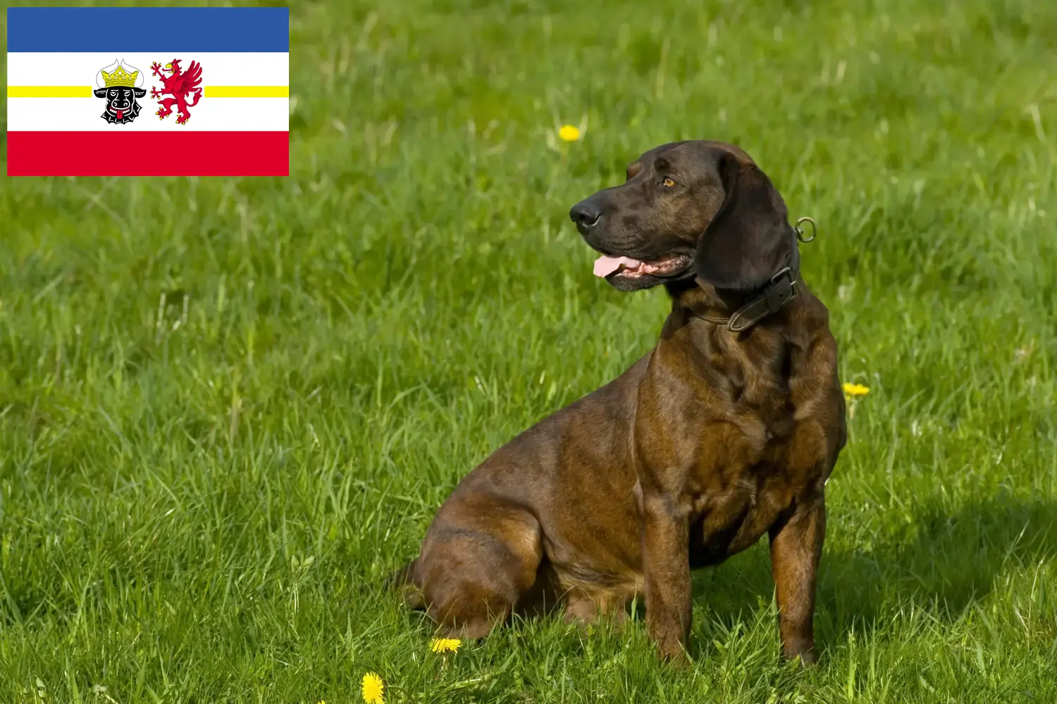 Lees meer over het artikel Hannoverscher Schweißhund fokkers en pups in Mecklenburg-Vorpommern
