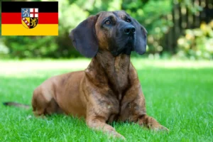 Lees meer over het artikel Hannoveraanse Lashondenfokker en Puppies in Saarland
