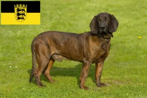 Lees meer over het artikel Hannoverscher Schweißhund fokkers en pups in Baden-Württemberg
