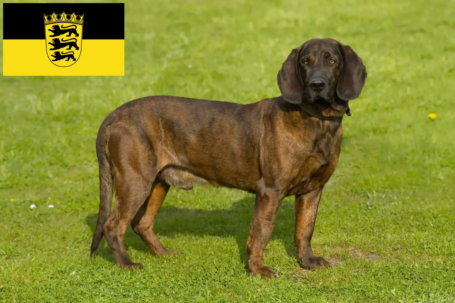 Lees meer over het artikel Hannoverscher Schweißhund fokkers en pups in Baden-Württemberg