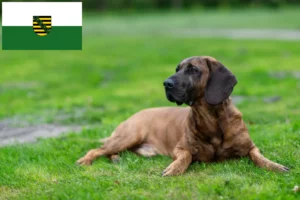 Lees meer over het artikel Hannoverscher Schweißhund fokkers en pups in Saksen