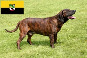 Lees meer over het artikel Hannoverscher Schweißhund fokkers en pups in Saksen-Anhalt