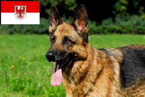 Lees meer over het artikel Herdershondenfokkers en puppies in Brandenburg