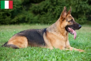 Lees meer over het artikel Herdershondenfokkers en puppies in Italië