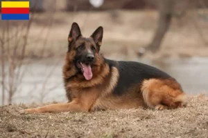 Lees meer over het artikel Schapendrijvers en puppies in Noord-Holland