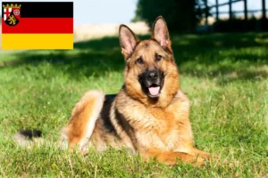 Lees meer over het artikel Herdershondenfokkers en pups in Rijnland-Palts
