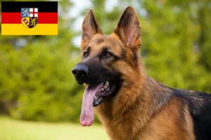 Lees meer over het artikel Herdershondenfokkers en pups in Saarland