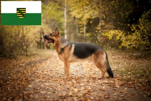 Lees meer over het artikel Herdershondenfokkers en pups in Saksen
