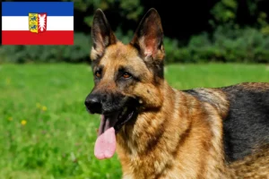 Lees meer over het artikel Herdershonden fokkers en pups in Sleeswijk-Holstein