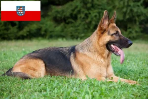 Lees meer over het artikel Herdershondenfokkers en pups in Thüringen
