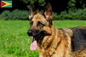Lees meer over het artikel Schapendrijvers en puppies in Guyana