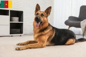 Lees meer over het artikel Herdershondenfokkers en puppies in Kameroen