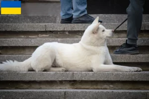 Lees meer over het artikel Hokkaido fokkers en pups in Oekraïne