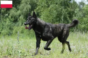 Lees meer over het artikel Hollandse Herdershond fokkers en pups in Polen