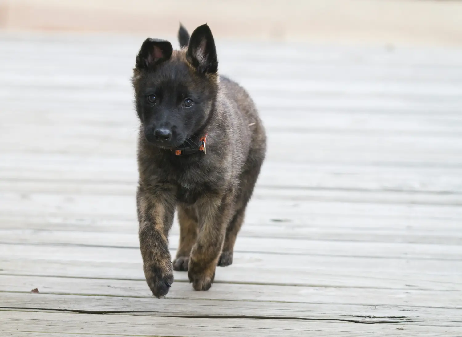 Een Hollandse Herdershond puppy kopen betekent verantwoordelijkheid nemen! Hollandse Herdershond puppy kopen.