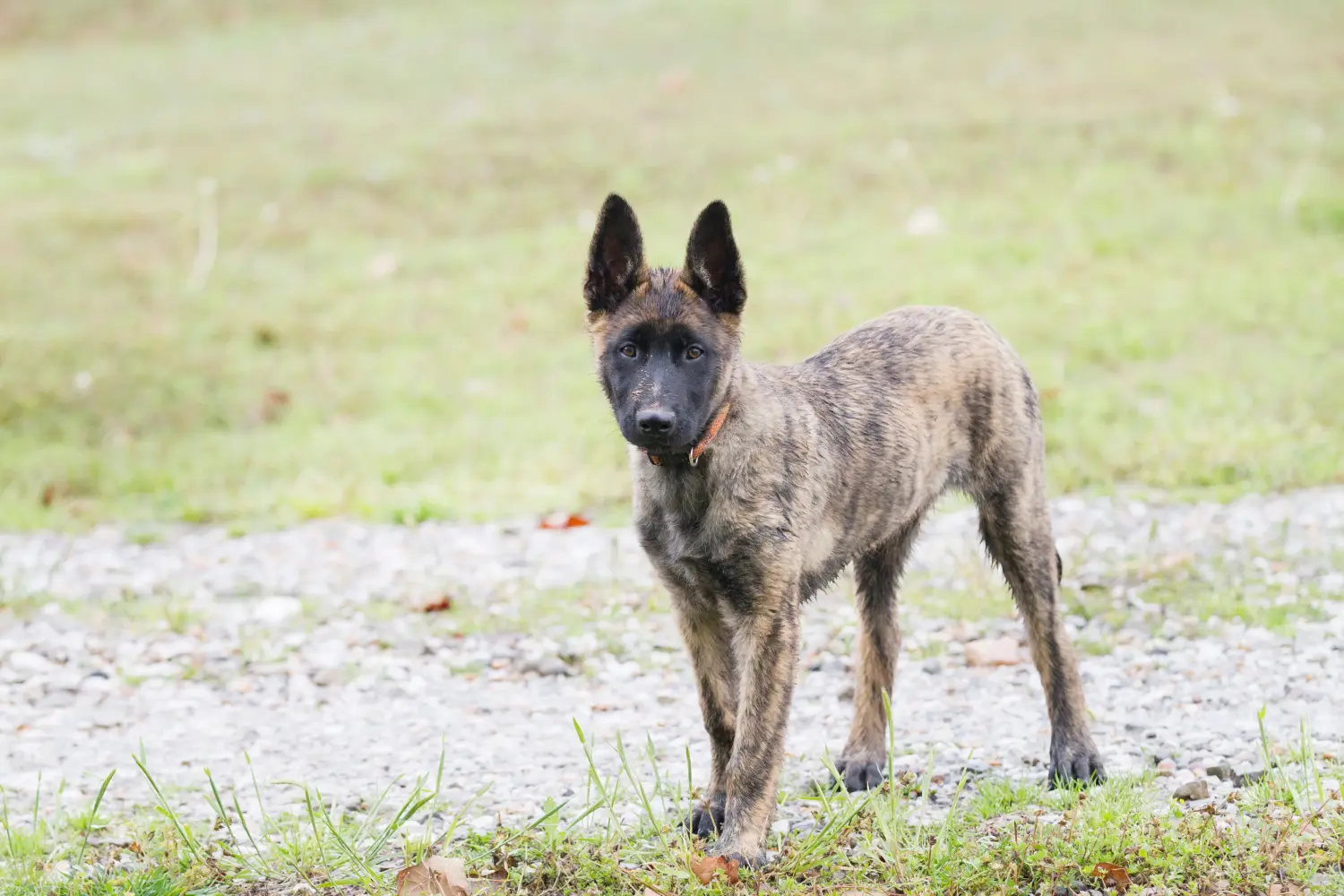 Een Hollandse Herdershond puppy kopen betekent verantwoordelijkheid nemen! Hollandse Herdershond puppy kopen.