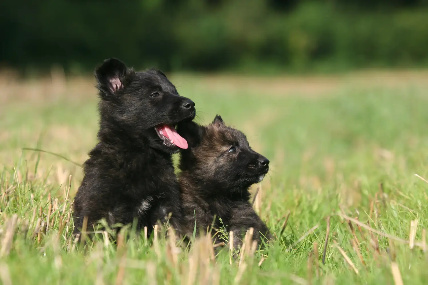 Een Hollandse Herdershond puppy kopen betekent verantwoordelijkheid nemen! Hollandse Herdershond puppy kopen.