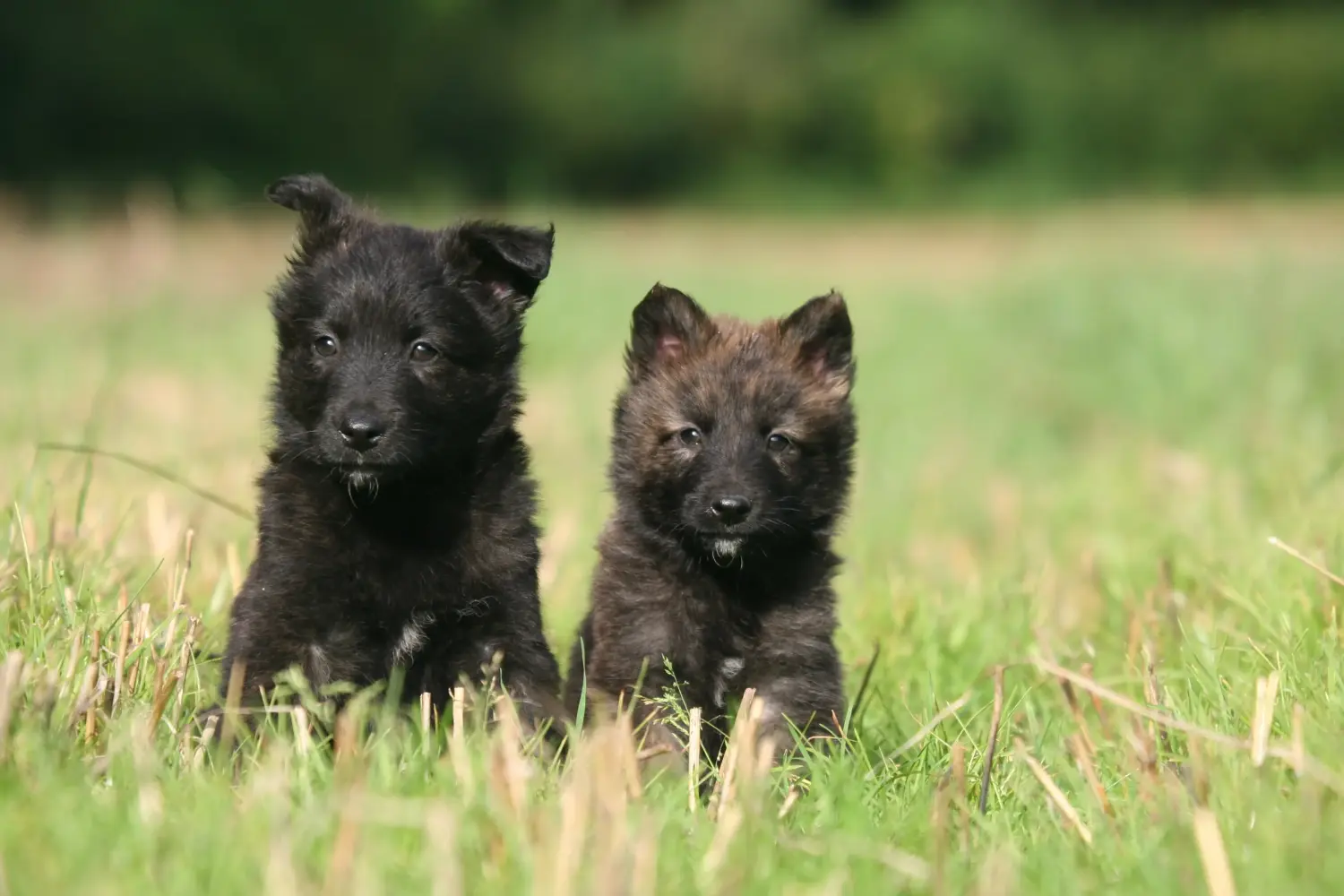 Een Hollandse Herdershond puppy kopen betekent verantwoordelijkheid nemen! Hollandse Herdershond puppy kopen.