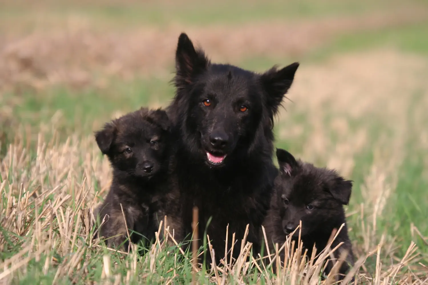 Een Hollandse Herdershond puppy kopen betekent verantwoordelijkheid nemen! Hollandse Herdershond puppy kopen.