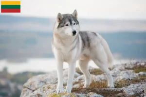 Lees meer over het artikel Husky fokkers en puppies in Litouwen