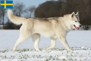 Lees meer over het artikel Husky fokkers en puppies in Zweden