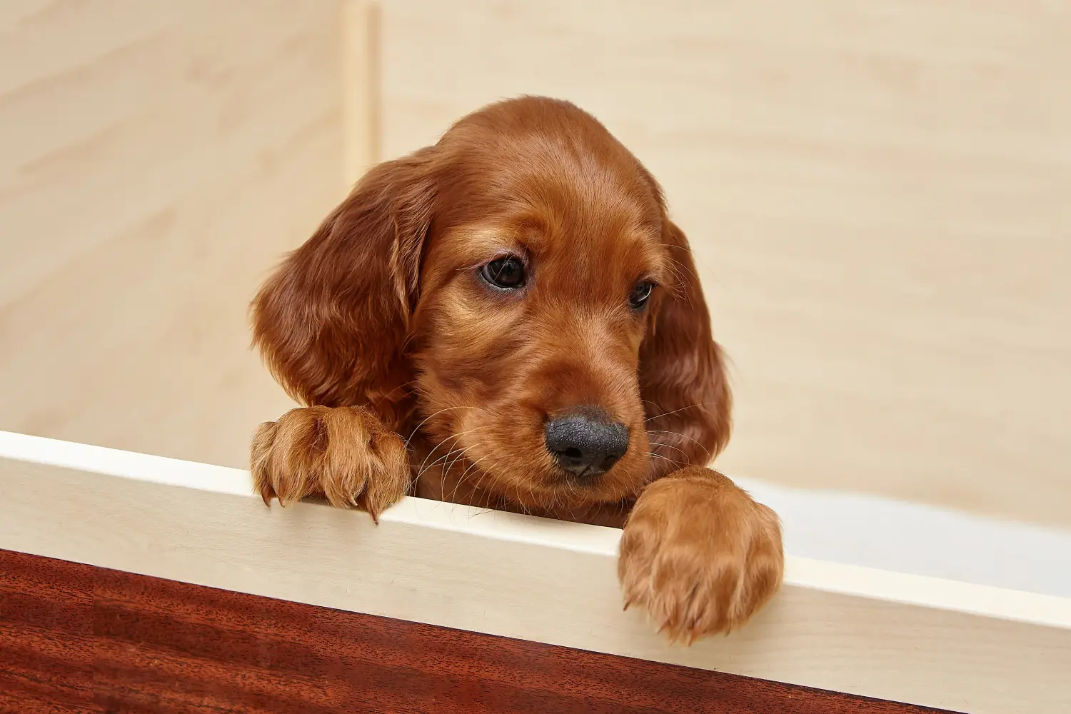 Een Ierse Rode Setter puppy kopen betekent verantwoordelijkheid nemen! Ierse Rode Setter puppy's kopen.