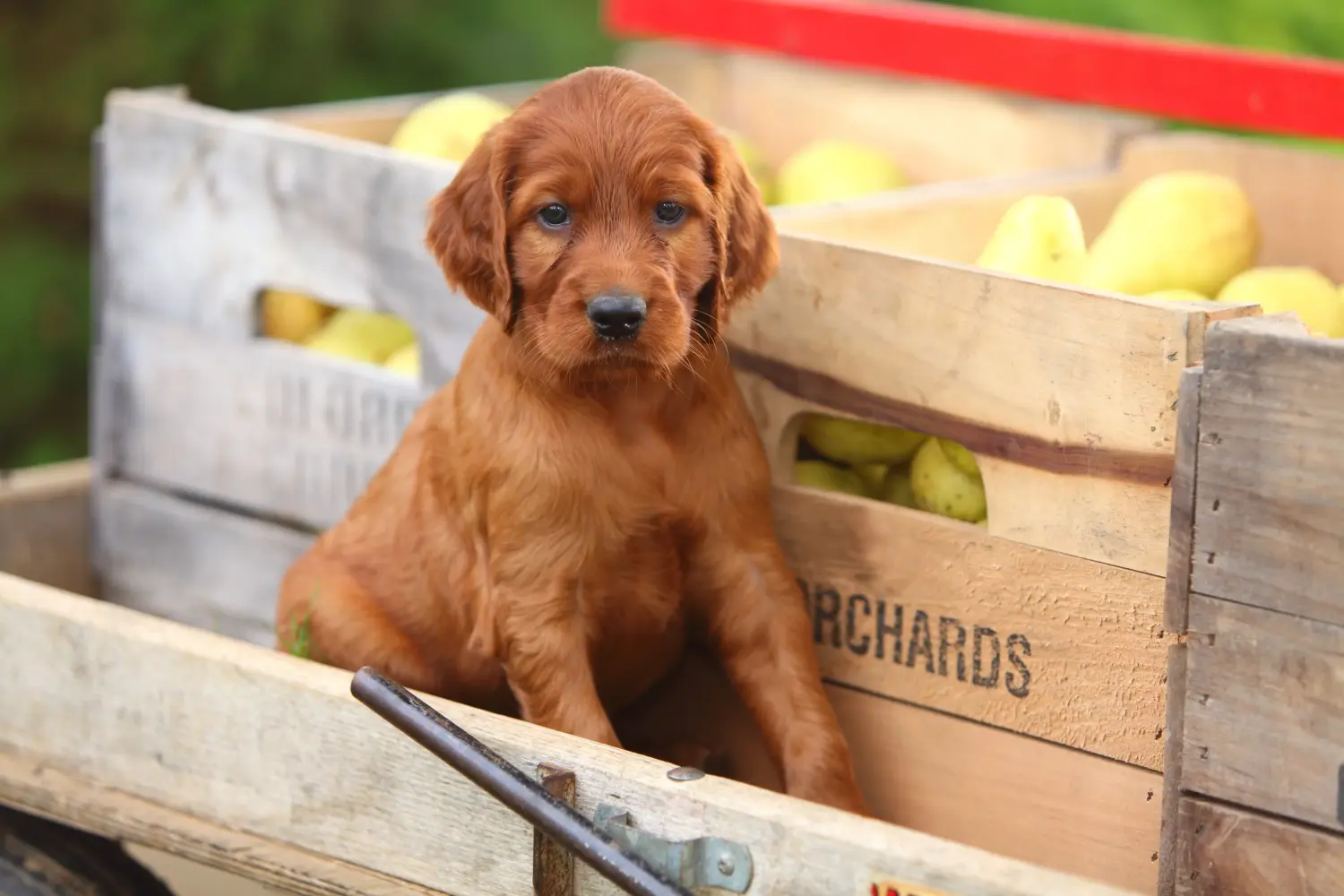 Een Ierse Rode Setter puppy kopen betekent verantwoordelijkheid nemen! Ierse Rode Setter puppy's kopen.
