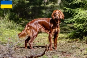 Lees meer over het artikel Ierse Rode Setter fokkers en puppy’s in Oekraïne