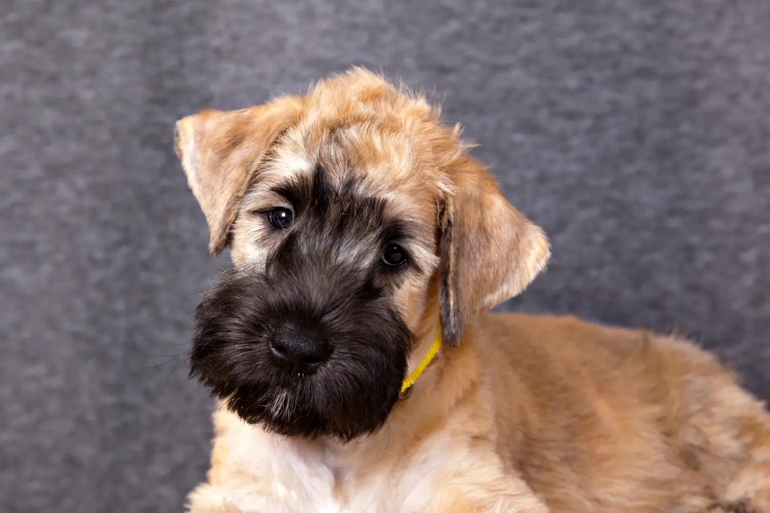 Een Ierse Soft Coated Wheaten Terrier puppy kopen betekent verantwoordelijkheid nemen! Ierse Soft Coated Wheaten Terrier puppy's kopen.