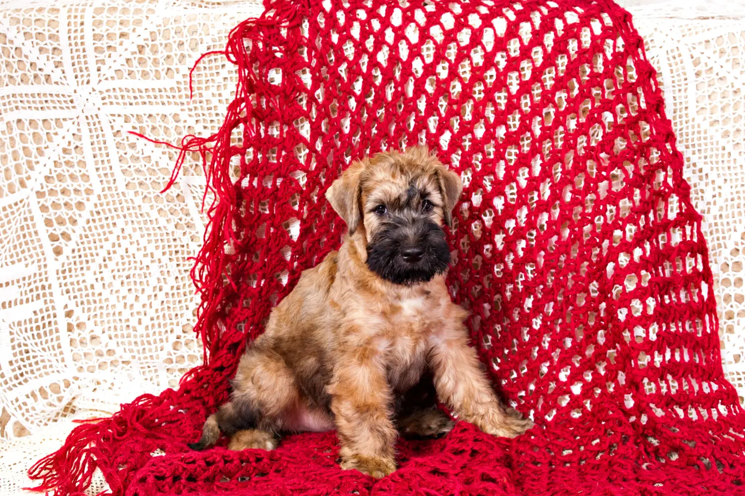Een Ierse Soft Coated Wheaten Terrier puppy kopen betekent verantwoordelijkheid nemen! Ierse Soft Coated Wheaten Terrier puppy's kopen.