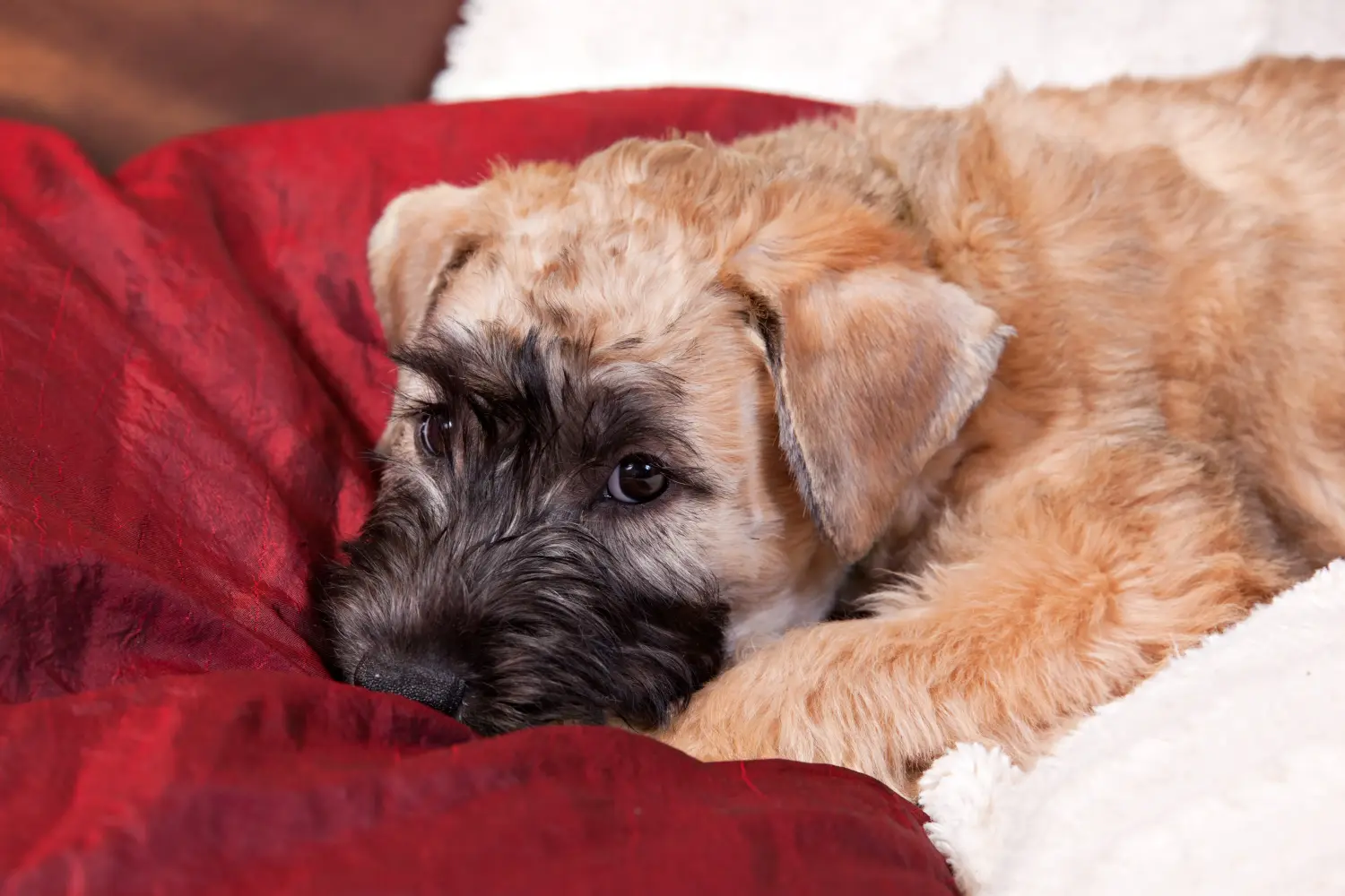 Een Ierse Soft Coated Wheaten Terrier puppy kopen betekent verantwoordelijkheid nemen! Ierse Soft Coated Wheaten Terrier puppy's kopen.