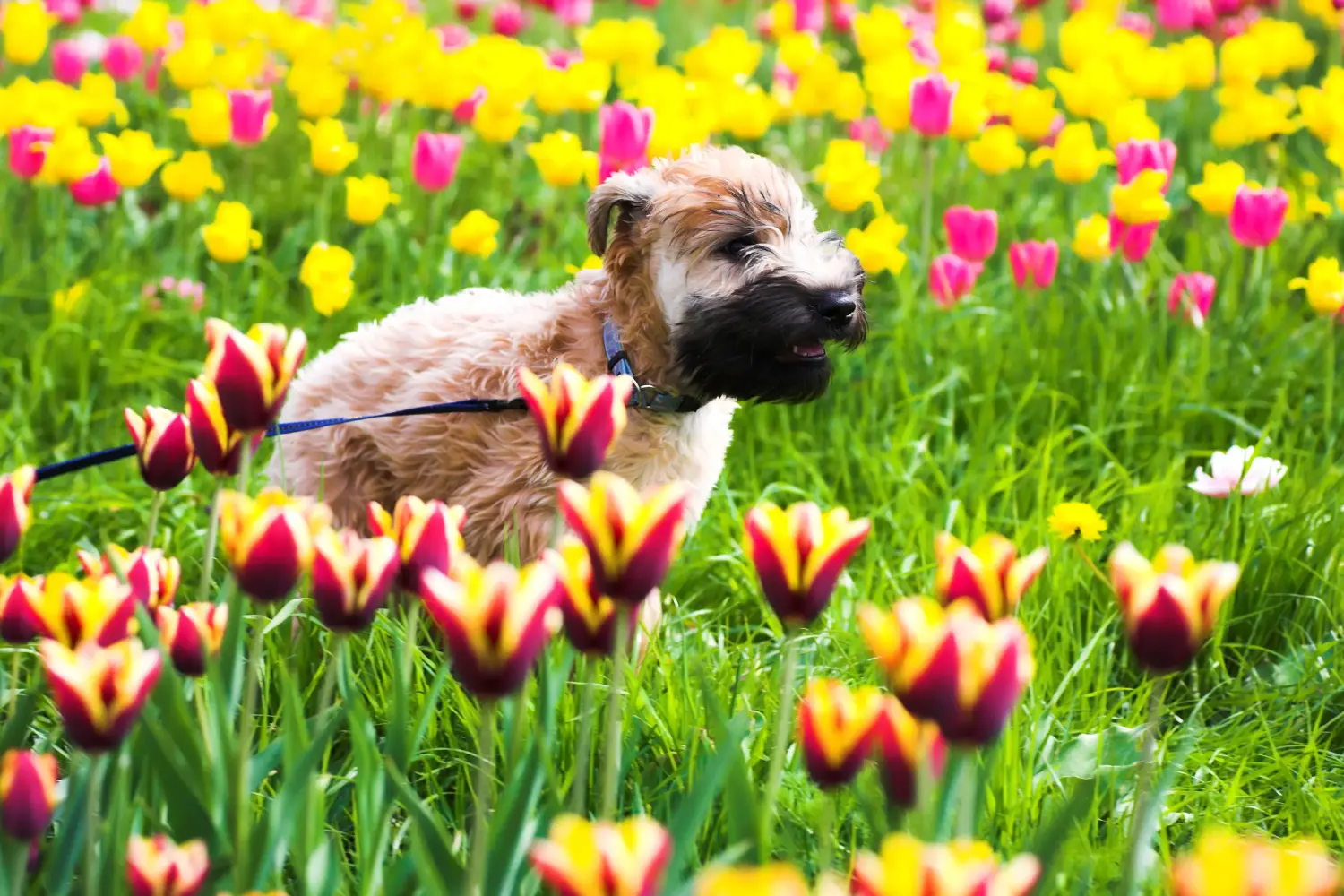 Een Ierse Soft Coated Wheaten Terrier puppy kopen betekent verantwoordelijkheid nemen! Ierse Soft Coated Wheaten Terrier puppy's kopen.